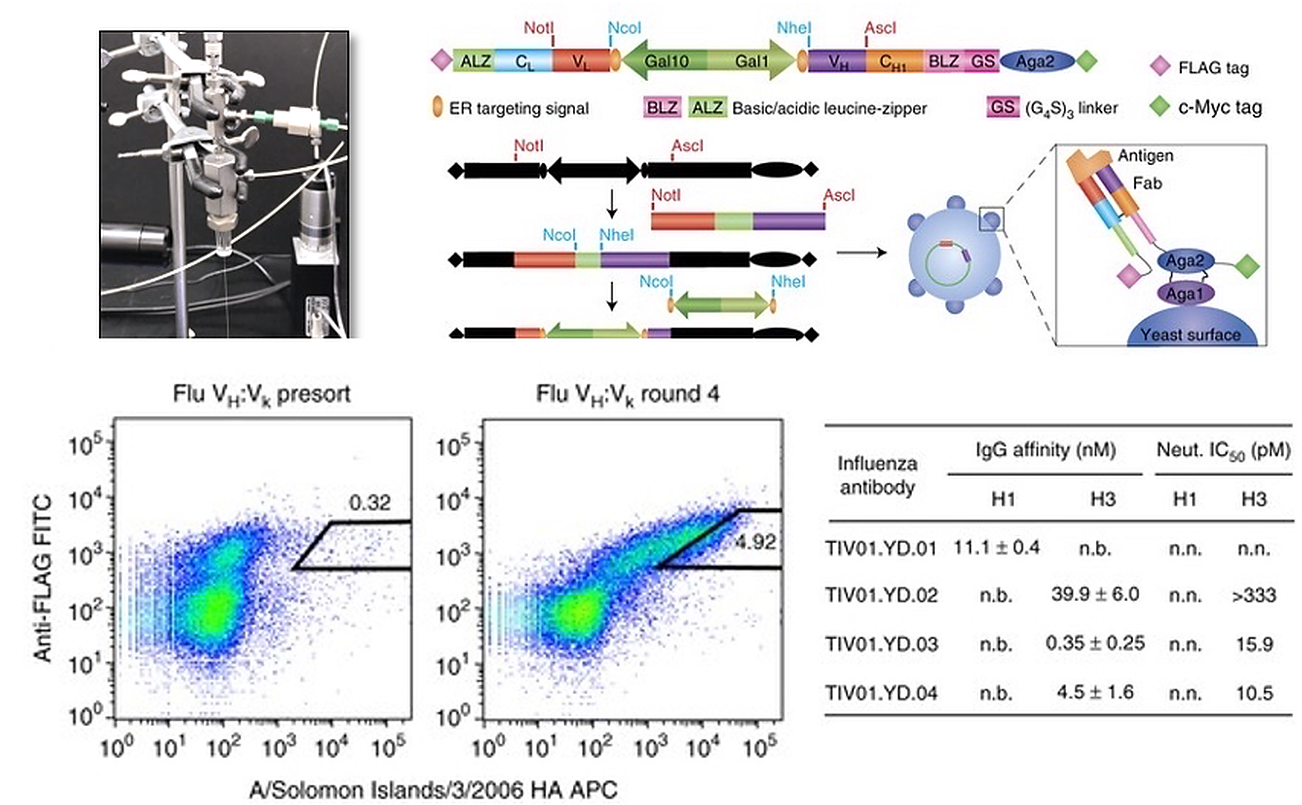 Yeast surface display platform for antibody discovery and engineering. Paired antibody VH:VL Fabs are expressed as Aga2 fusions displayed on the yeast surface with FLAG and c-Myc tags; iterative FACS sorting against fluorescent antigen (shown here for influenza hemagglutinin) enriches antigen-specific binders across successive rounds, yielding engineered antibodies characterized for IgG affinity and neutralization potency.
