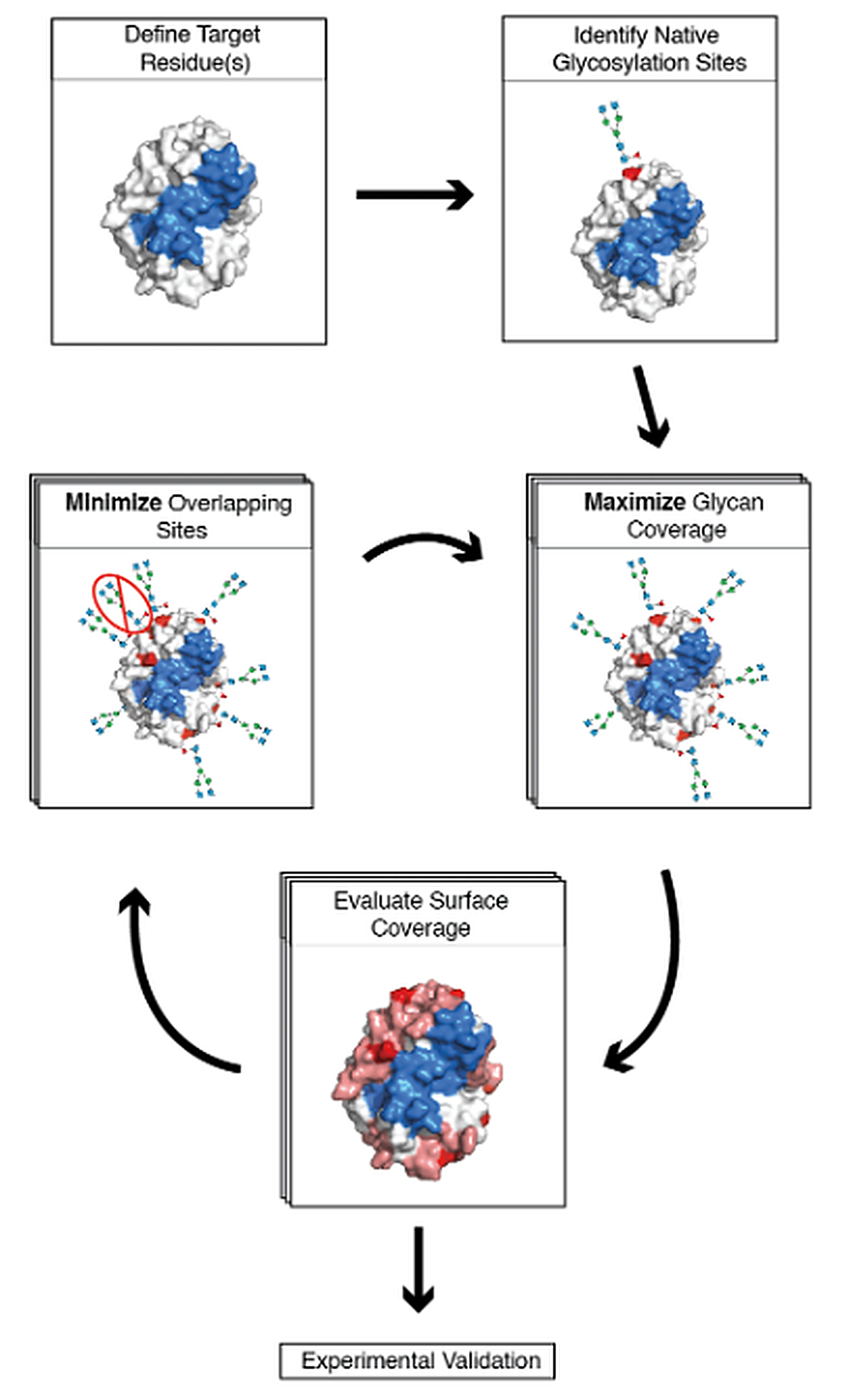 HyperImmunISE immunogen engineering workflow: define target residues, identify native glycosylation sites, maximize glycan coverage, minimize overlapping sites, evaluate surface coverage in an iterative loop, then experimental validation — designing hyperglycosylated antigens that mask off-target surfaces and focus the antibody response on conserved epitopes.