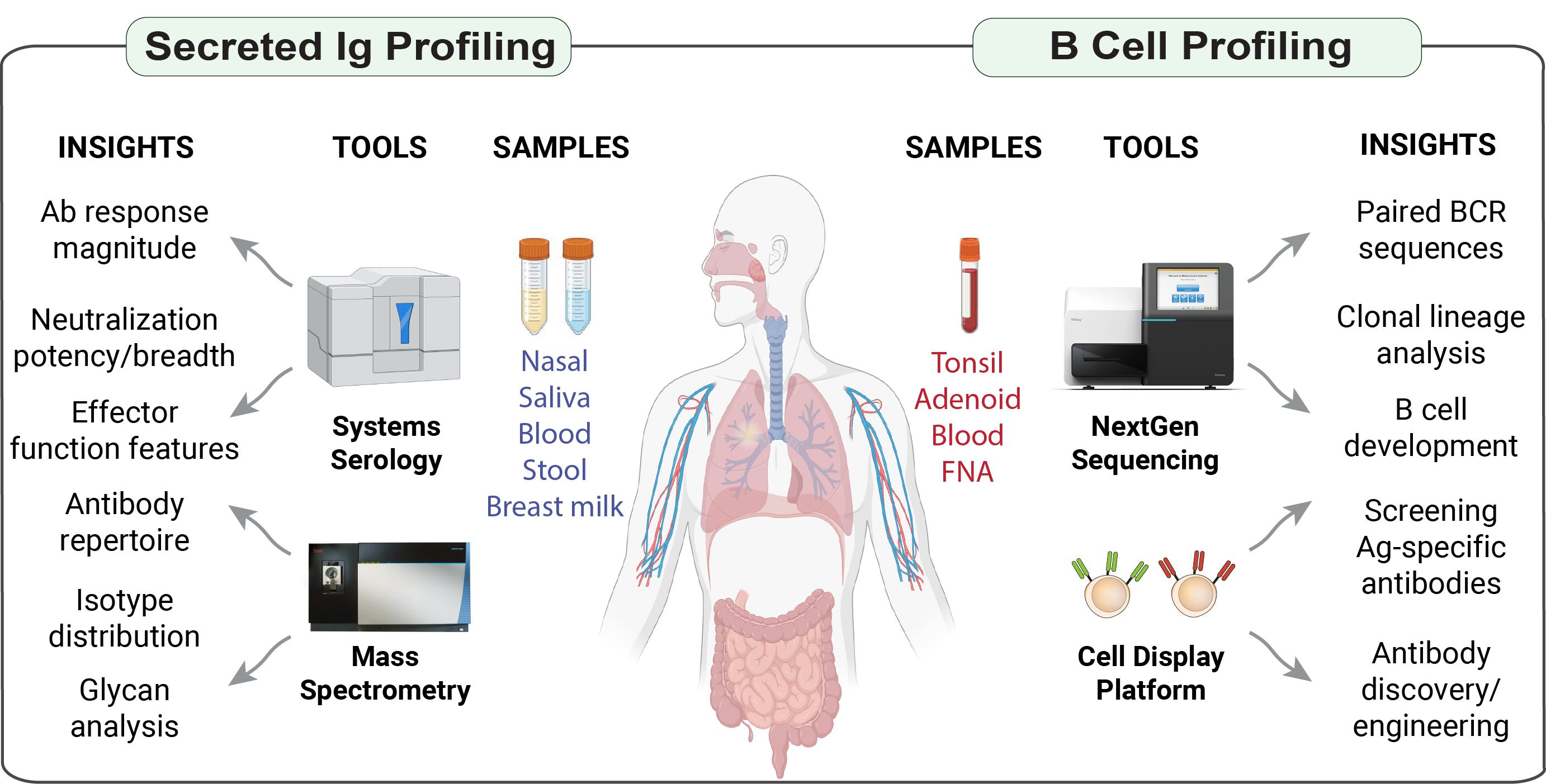 Lab capabilities map. Secreted Ig Profiling: Systems Serology and Mass Spectrometry applied to nasal, saliva, blood, stool, and breast-milk samples, yielding insights into antibody response magnitude, neutralization potency and breadth, effector function features, antibody repertoire, isotype distribution, and glycan analysis. B Cell Profiling: NextGen Sequencing and a Cell Display Platform applied to tonsil, adenoid, blood, and FNA samples, yielding paired BCR sequences, clonal lineage analysis, B cell development, screening of antigen-specific antibodies, and antibody discovery and engineering.