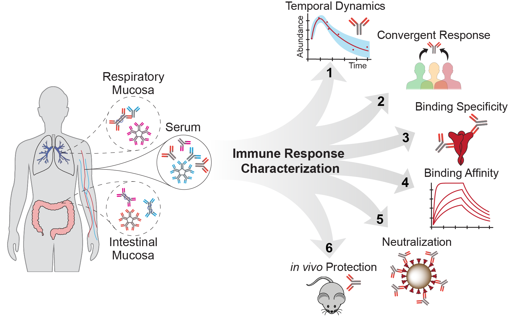 Immune response characterization: antibodies from serum, respiratory mucosa, and intestinal mucosa are analyzed for temporal dynamics, convergent response across individuals, binding specificity, binding affinity, neutralization, and in vivo protection.