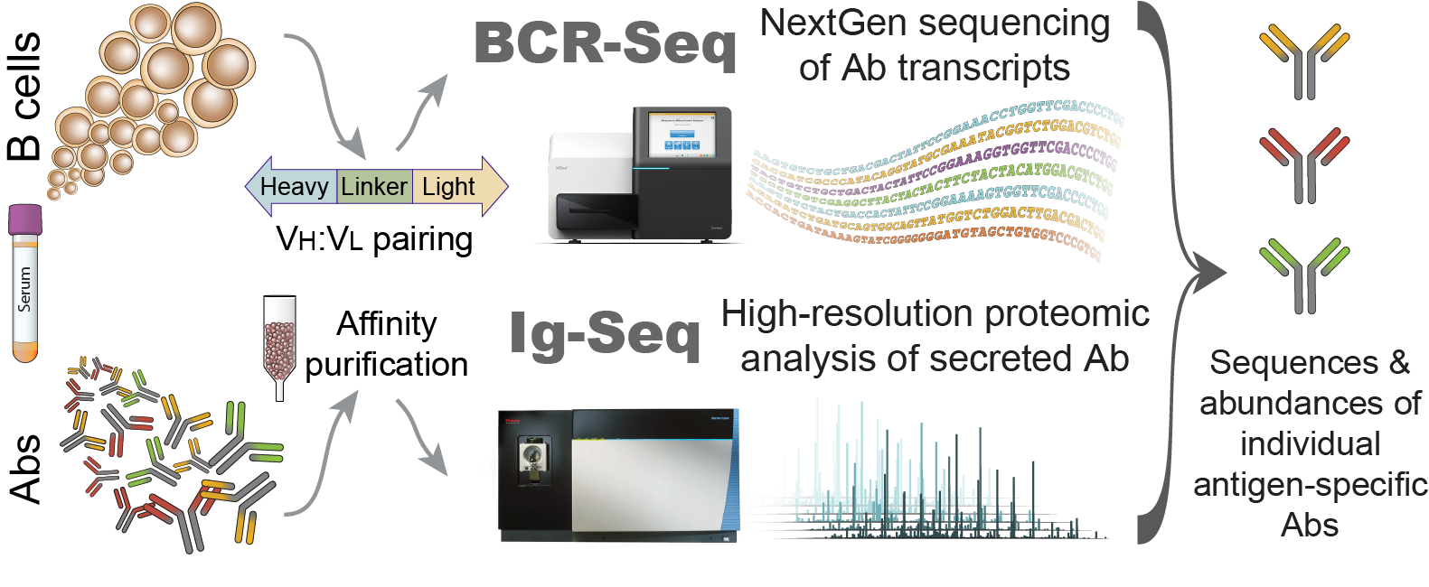 Integrated BCR-Seq and Ig-Seq platform: B cells are analyzed by next-generation sequencing of antibody transcripts with VH:VL pairing, while serum antibodies are affinity-purified and analyzed by high-resolution proteomics, together yielding the sequences and abundances of individual antigen-specific antibodies.